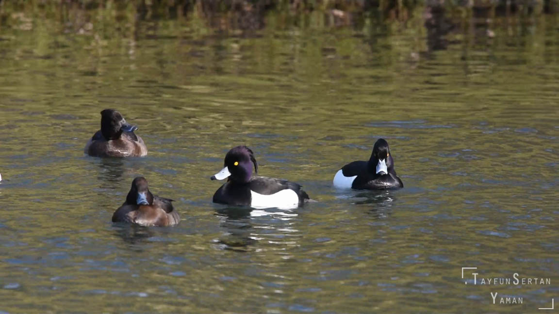 Bufflehead (tufted) ducks schooling 